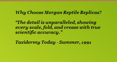 Why Choose Morgan Reptile Replicas?







































The detail is unparalleled, showing



















every scale, fold, and crease with true 



















scientific accuracy.







































Taxidermy Today - Summer, 1991