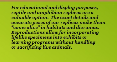 For educational and display purposes,
















reptile and amphibian replicas are a
















valuable option.  The exact details and
















accurate poses of our replicas make them
















come alive in habitats and dioramas.
















Reproductions allow for incorporating
















lifelike specimens into exhibits or
















learning programs without handling
















or sacrificing live animals.
