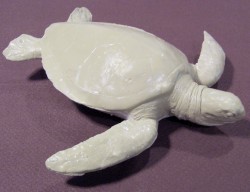 Unfinished Green Sea Turtle