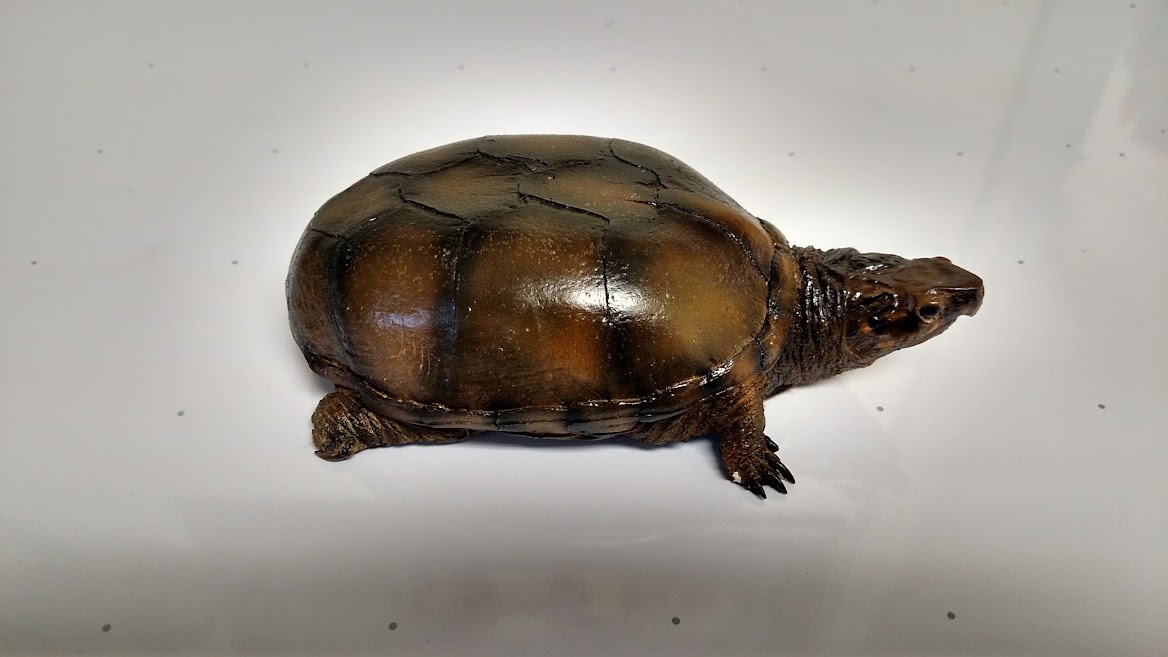 Morgan Reptile Replicas